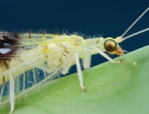 A new insect is discovered thanks to Flickr